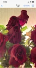 Жалоба-отзыв: Розы бел - Букет завял не простояв и дня.  Фото №3