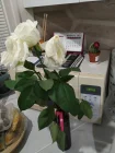Жалоба-отзыв: Дари-розы.бел - Очень плохое качество роз.  Фото №1